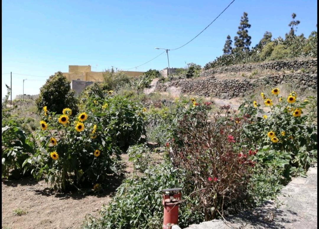 Green Village. Tony Frias. Fasnia Dış mekan fotoğraf